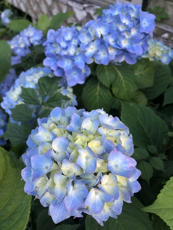 chesapeake va hydrangea in bloom